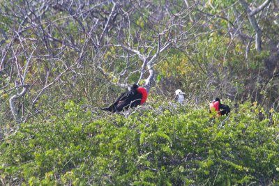 Fregatte Birds, San Cristobal