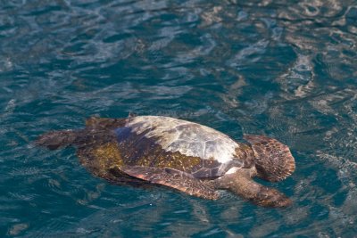 Sea Turtle, San Cristobal
