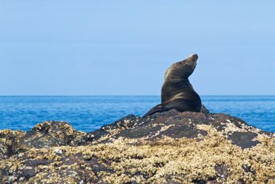 Seal at Leon Dormido, San Cristobal