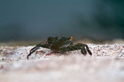 Crab, Floreana