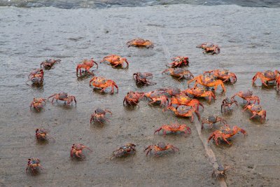 Crabs, Floreana