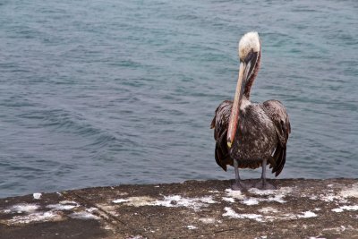 Pelican, Floreana