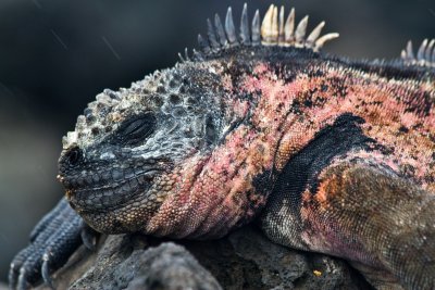 Iguana, Floreana, Galapagos (Ecuador)