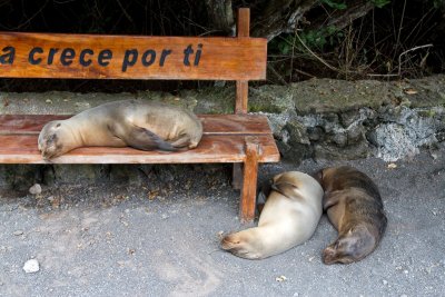 Seals, Isla Isabella, Galapagos (Ecuador)