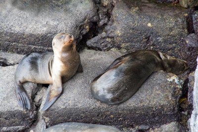 Seals, Isla Isabella