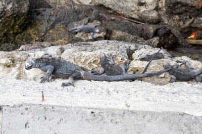Iguanas, Isla Isabella