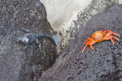 Crab & Iguana, Isla Isabella