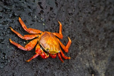 Crab, Isla Isabella