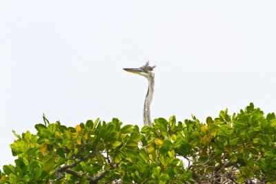 Heron, Isla Isabella