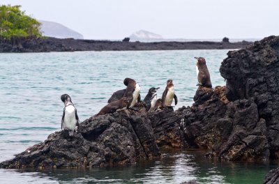 Penguins, Isla Isabella