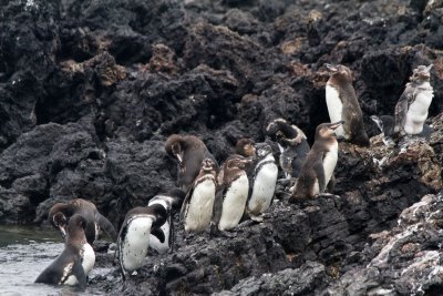 Penguins, Isla Isabella