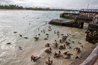 Swarm of pelicans, Isla Isabella