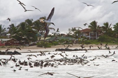 Swarm of pelicans and doves, Isla Isabella