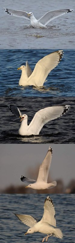 One Caspian Gull from 2011-2015. Easy to recordnise by her specific patern on primaries. 