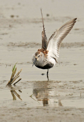 Bonte-strandloper-strek.jpg
