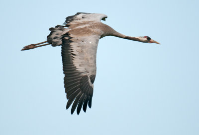 kraanvogel-2013-1.jpg