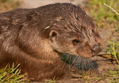 Otter.jpg