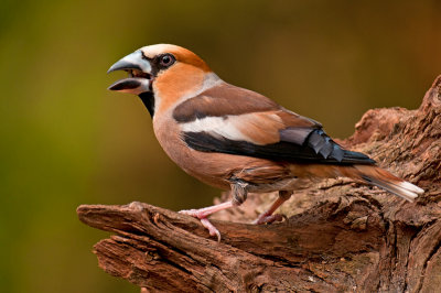 Appelvink-2013-2.jpg