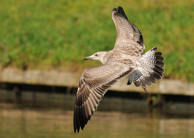 Caspian-gull-juvenile-flight-1.jpg
