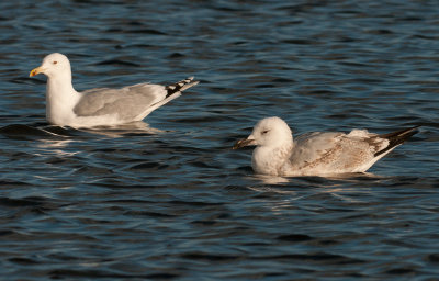 caspian-gull-second-winter-grou-holland-10-11-2013-and-adult.jpg