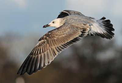 caspian-gull-second-winter-grou-holland-10-11-2013-nr-3.jpg