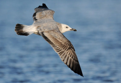 caspian-gull-second-winter-grou-holland-10-11-2013-nr-4.jpg