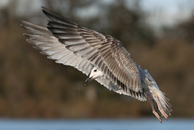 caspian-gull-second-winter-grou-holland-10-11-2013-nr-7.jpg