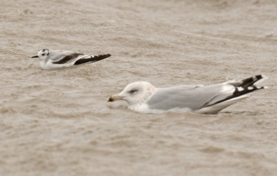 Litle Gull Holland dec 2013 Holwerd.jpg