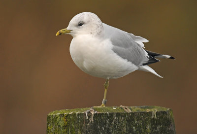 Common Gull 9