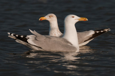 Caspian gull and herring gull