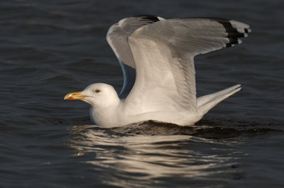 Caspian-Gull-ad-nr-3-2014-Grou-Holland.jpg