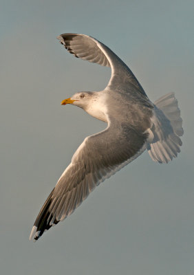Herring-Gull--Yellow-legged-ad-winter-grou-jan-2014.jpg