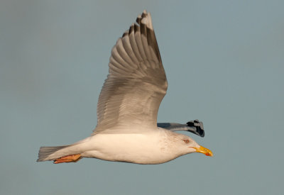 Herring-Gull--Yellow-legged-ad-winter-grou-jan-2014-nr-2.jpg