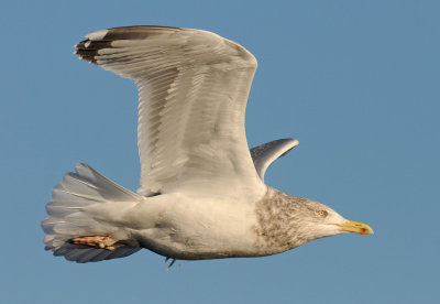 herring-gull-ad-winter-grou-jan-2014.jpg