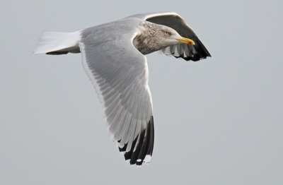 Herring-gull-jan-2014-grou-dark-head.jpg