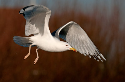 caspain-gull-6th-winter-feb-2014-grou-holland.jpg