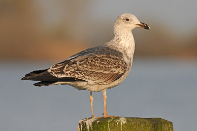 Lesser-black-backed-gull-grou-second-winter-march-2014.jpg