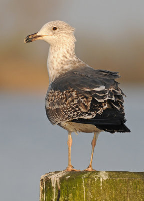 Lesser-black-backed-gull-grou-second-winter-march-2014-nr-3.jpg