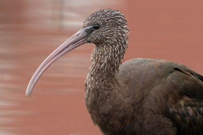 Zwarte-ibis-1.jpg
