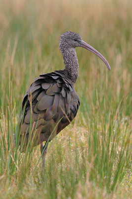 Zwarte-ibis--2.jpg