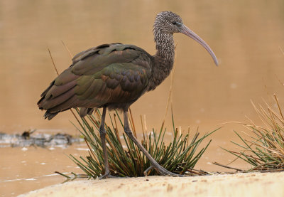 Zwarte-ibis-3.jpg