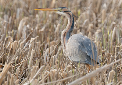 Purpurreiger