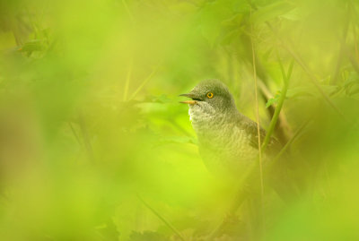 sperwergrasmus verstopt.jpg