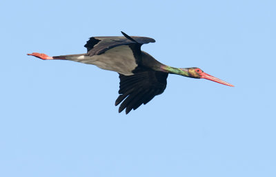 Zwarte Ooievaar