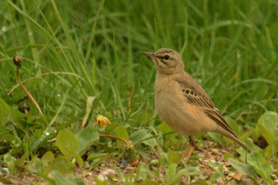 Duinpieper
