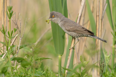 Sperwergrasmus olen 2014 rups 2.jpg