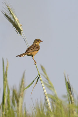 Ortolan bunting , ortolaan polen 2014 2