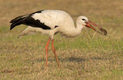 ooievaar veldmuis 1.jpg