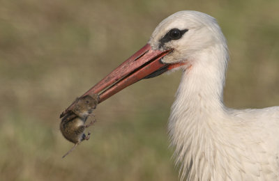 ooievaar muis 2.jpg