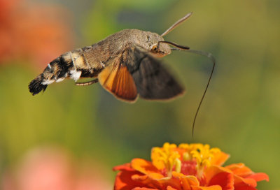 Kolibrielinder-2.jpg